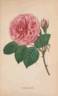 Pauline Labonté rose photo
