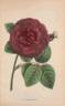 Charles Lefèbvre rose photo