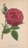 Triomphe de l'Exposition rose photo