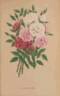 Bengale Pompon rose photo