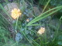 Barley Gold rose photo