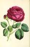Madame Victor Verdier rose photo