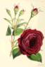 Comte de Falloux rose photo
