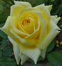 Ahimsa rose photo