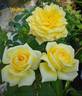 Ahimsa rose photo