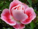 Priyatama rose photo