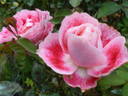 Priyatama rose photo