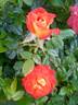 Mandarin Sunblaze ® rose photo