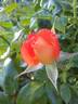 Mandarin Sunblaze ® rose photo