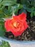 Mandarin Sunblaze ® rose photo