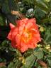 Mandarin Sunblaze ® rose photo