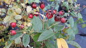 Maaseik rose photo