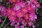Sugar Plum Fairy rose photo