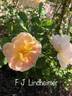 F. J. Lindheimer rose photo