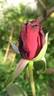 Black Swan rose photo