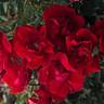 Bloody Mary ™ rose photo