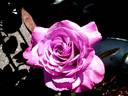Muriel Robin ® rose photo
