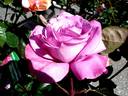 Muriel Robin ® rose photo