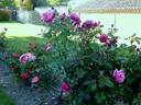 Muriel Robin ® rose photo