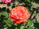 Bonne Fête rose photo