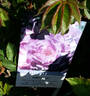 Purple Kid rose photo