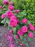 Charles Lefèbvre rose photo