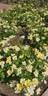Limoncello rose photo