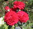 Anna Rosina Blaschke rose photo