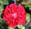 Anna Rosina Blaschke rose photo