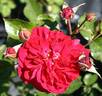 Anna Rosina Blaschke rose photo