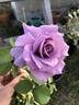 Blue Skies rose photo