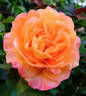 Diane Loomer rose photo