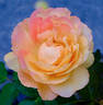 Diane Loomer rose photo