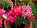 Apéritif rose photo