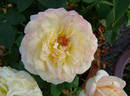 Beryl Bach rose photo