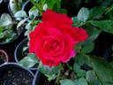 Canadian Sunset rose photo