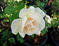 Charmant ® rose photo