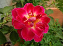 Cherries 'n' Cream™ rose photo