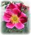 Hanini rose photo