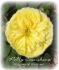 Polly Sunshine rose photo
