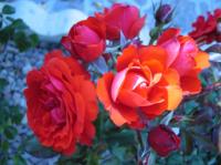 Remembrance rose photo