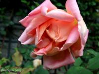 Mademoiselle Blanche Martignat rose photo