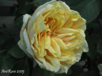 Perle des Jardins, Cl. rose photo