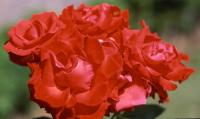 Boksburg Fantasia rose photo