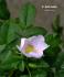 <i>Rosa turkestanica</i> Regel rose photo