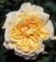 Antique Artistry ™ rose photo