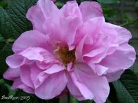 Le Cid rose photo