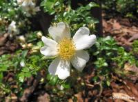 White Drift rose photo
