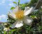 White Drift rose photo