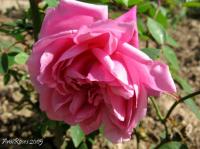 Sanglant rose photo